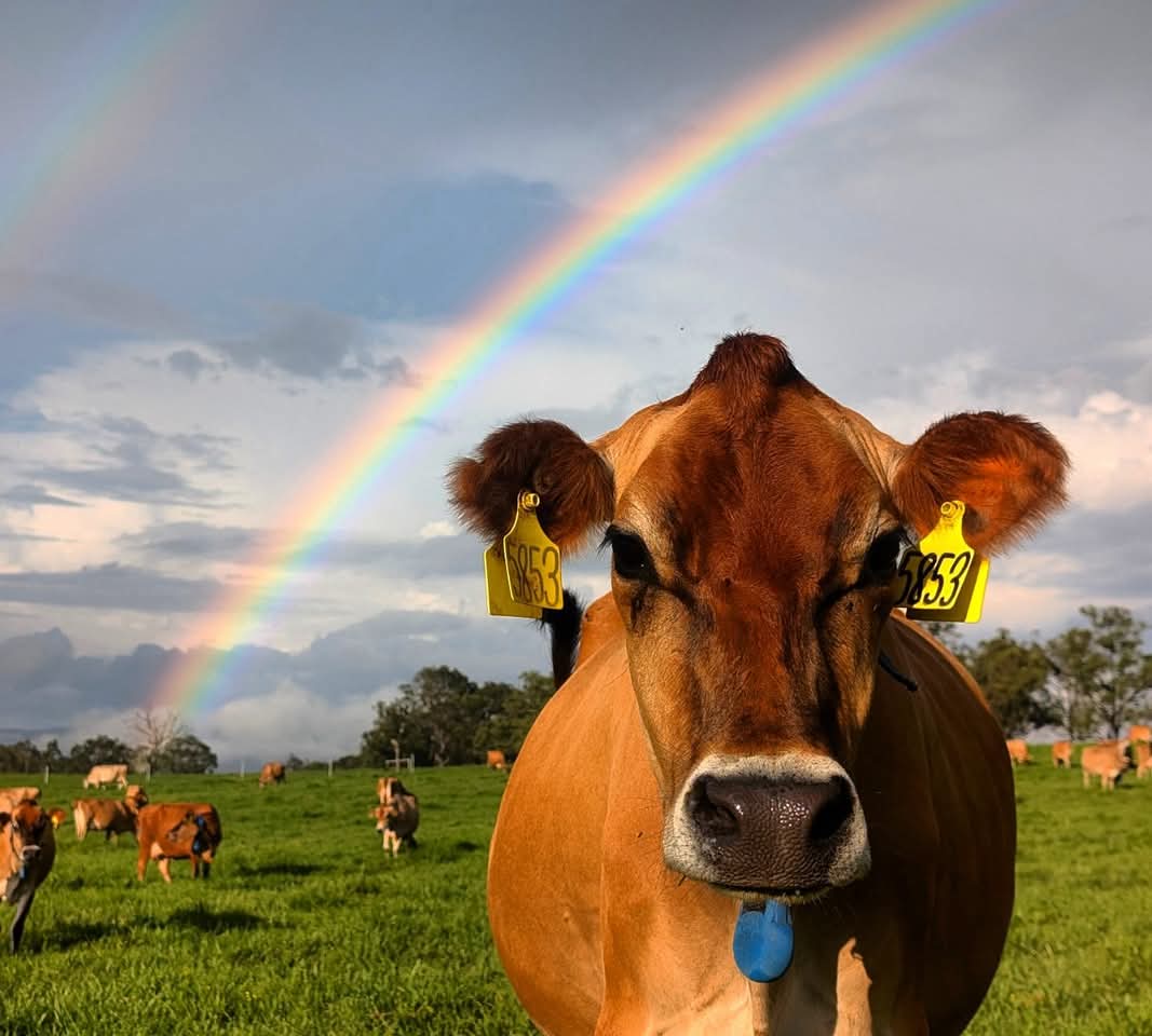 A cow and a rainbow 🌈