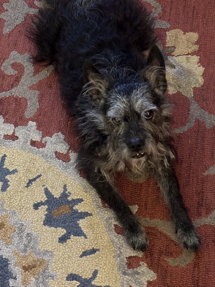 Bosco making sure a complete every rep while weight training🏋🏼‍♀️