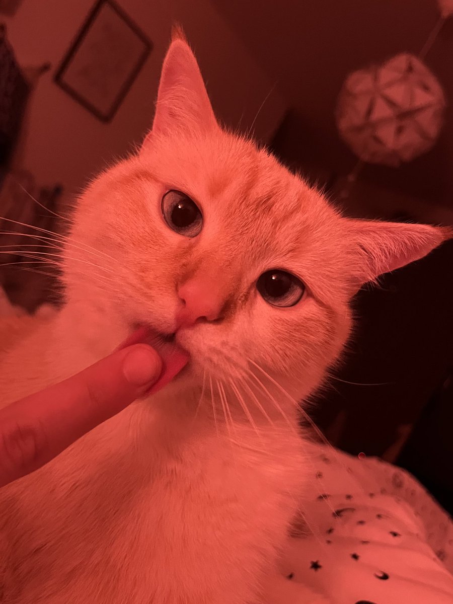 Chatouilles_'s tweet image. Chatouilles !!! très mignon même si selon les dires un peu stupide