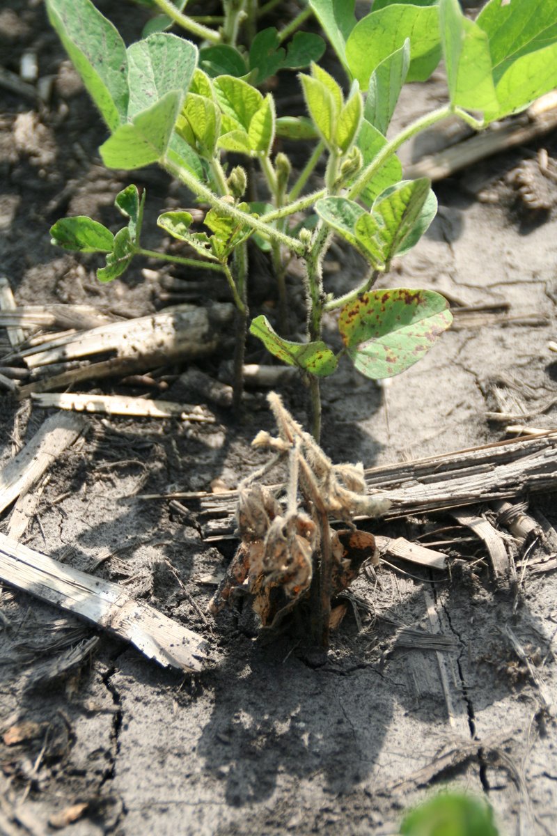 Crop Protection Network (@cropnetwork) on Twitter photo 2025 Soybean SEEDLING Disease Fungicide Efficacy Ratings from Extension at cropprotectionnetwork.org/publications/f….
<a href="/baldpathologist/">Tom Allen</a> <a href="/badgercropdoc/">Damon L. Smith</a> <a href="/DTelenko/">Darcy Telenko</a> <a href="/alisonrISU/">Alison Robertson</a> <a href="/AlbertTenuta/">Albert Tenuta</a> <a href="/DylanMangel/">Dylan Mangel</a> <a href="/maddishires/">Maddi Shires</a> <a href="/MandyBish1/">Mandy Bish</a> <a href="/travisfaske/">Travis Faske</a> @W_Webster74 <a href="/ppp_trey/">Trey Price</a> <a href="/alabamaED/">Ed Sikora</a> <a href="/PACropDoc/">Dr. Alyssa Collins</a> 2025 Soybean SEEDLING Disease Fungicide Efficacy Ratings from Extension at cropprotectionnetwork.org/publications/f….
<a href="/baldpathologist/">Tom Allen</a> <a href="/badgercropdoc/">Damon L. Smith</a> <a href="/DTelenko/">Darcy Telenko</a> <a href="/alisonrISU/">Alison Robertson</a> <a href="/AlbertTenuta/">Albert Tenuta</a> <a href="/DylanMangel/">Dylan Mangel</a> <a href="/maddishires/">Maddi Shires</a> <a href="/MandyBish1/">Mandy Bish</a> <a href="/travisfaske/">Travis Faske</a> @W_Webster74 <a href="/ppp_trey/">Trey Price</a> <a href="/alabamaED/">Ed Sikora</a> <a href="/PACropDoc/">Dr. Alyssa Collins</a>