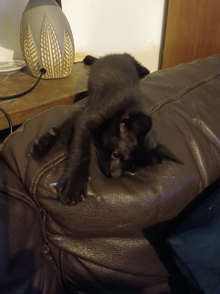 MirthaCRR's tweet photo. @koalandeMichi @edithortizg #BuscanHogar Me ayudan. Mi mamá alimenta a una gatita feral, que tuvo cinco bebés. ( La va a esterilizar, tranqui) Pero buscamos hogar para tres de los bebés. Yo adopté a una, ella es Frida, mi mamá adopto a otra. Quedan tres panteritas como ella, hay dos machitos y una niña. https://t.co/kpu7xxjiyI