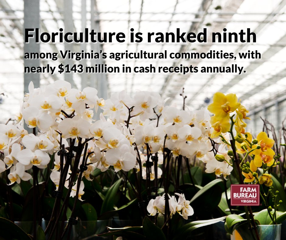 Virginia's flower farms generate $143 million annually! 💐 When you choose local blooms this Valentine's Day, you're sharing love with your special someone AND supporting Virginia farmers. ❤️

#BuyLocal #ValentinesDay #VirginiaAgriculture #VirginiaFarmBureau #LoveVaAg