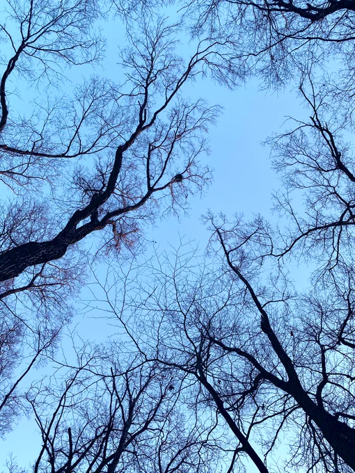 おはようございます鳥の巣を見つけました。今日も、なんだか幸運の予感です。 