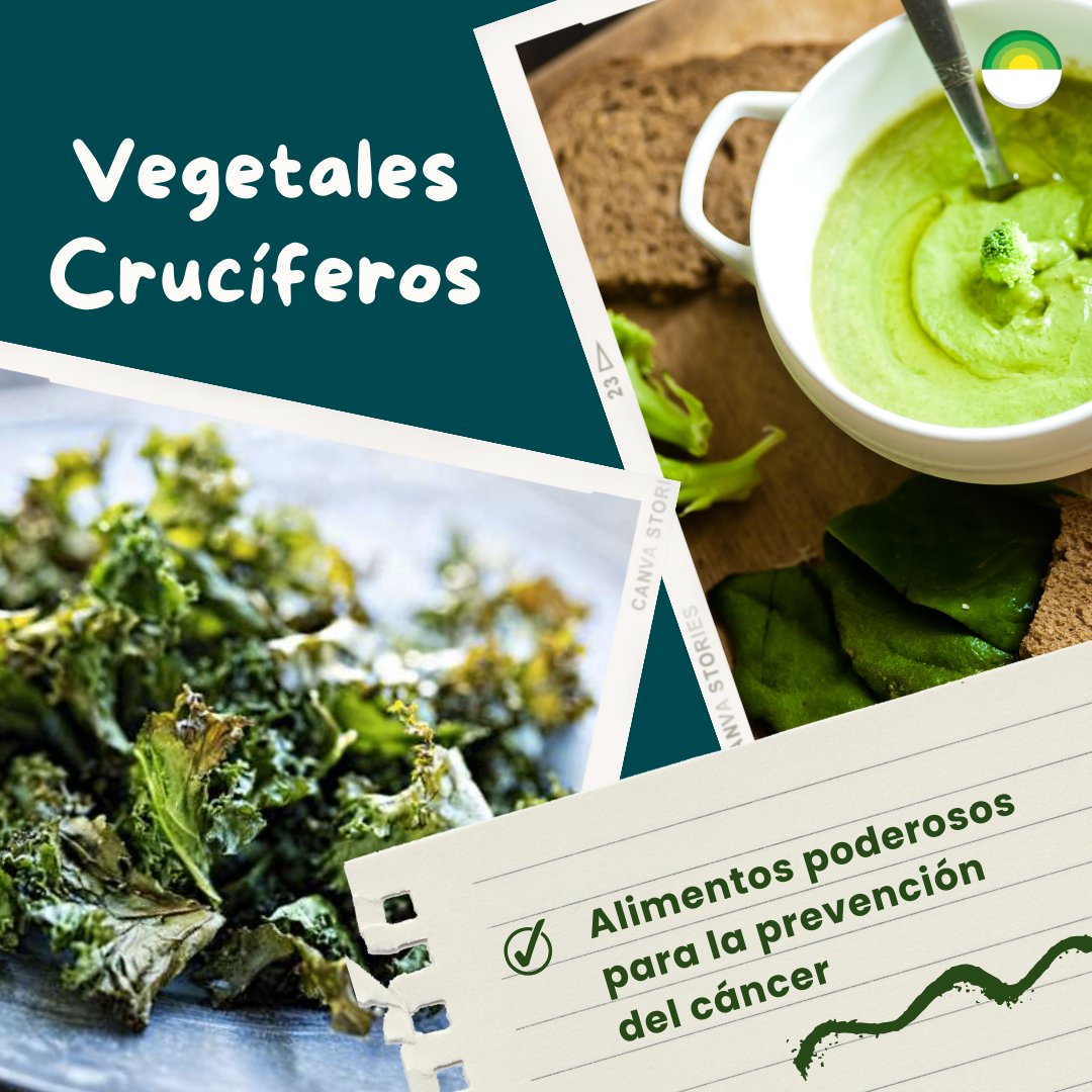 EN:🌟Celebrate #CancerPreventionMonth with Cruciferous Veggies! 🥦 Try our recipes at bit.ly/47XuIzF and aim for a daily cup to boost health. 
_____

ES:🌟¡Celebra el #MesDePrevenciónDelCáncer con Verduras Crucíferas! 🥦 Prueba nuestras recetas en bit.ly/3t7vUyO
