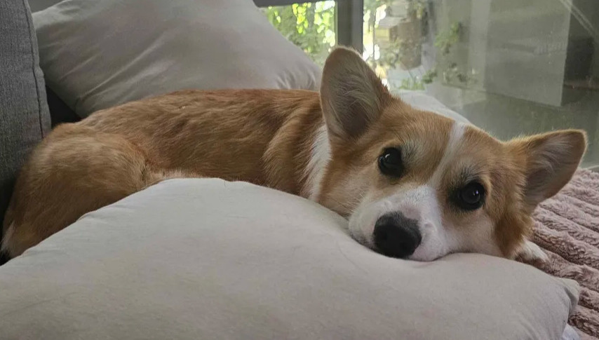 emdoodev's tweet photo. Being sick is the worst, I've been trying to code, but I just cant concentrate and my brain feels like someone's just smooshing it

I think I need to lay down...

Have a photo of Pudding in lieu of dev work 🍮

#gamedev #indiedev #programming #unity3d #dog #corgi #puppy https://t.co/Y0WUdlPfVn