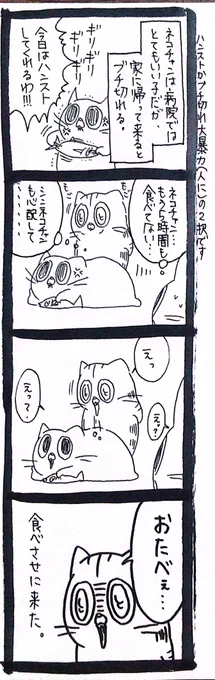 【猫】お食べ 