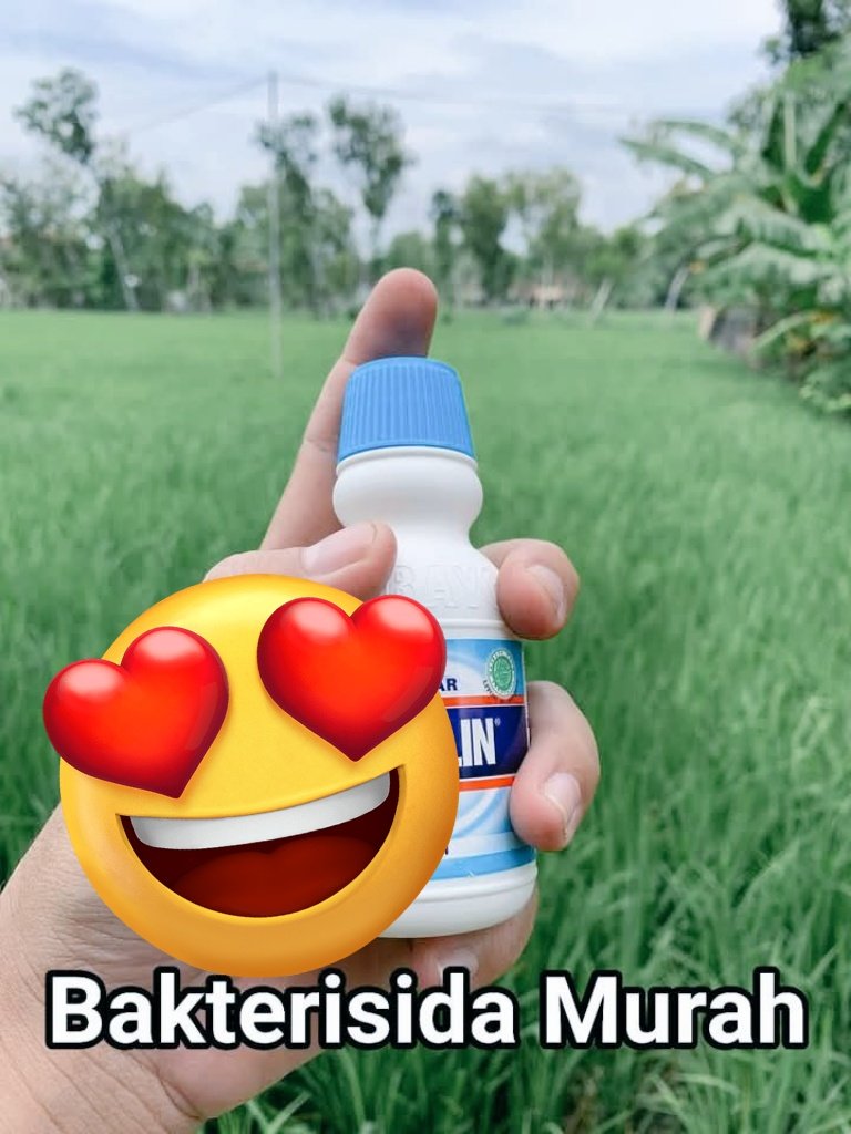 Excel_Dee's tweet photo. Selamat Pagi.......
Hanya Berbagi....Semoga ada manfaat.....🙏

BAKTERISIDA MURAH MERIAH

Bayclin dan sejenisnya memiliki bahan aktif Natrium hipoklorit, termasuk bahan yg aman karena produk ini sasaran penggunaan adalah manusia (pakaian dan desinfektan) jadi untuk residu juga terbilang aman.

Cara kerjanya kontak, ketika larutan campuran bersentuhan dengan bakteri daun atau jamur akan langsung cepat bereaksi dengan cara mengoksidasi patogen pada daun. Gas klorin dari bayclin akan menguap menyebar disekitaran tanaman yg mana juga memiliki efek daya kendali terbilang cepat.

Tidak ada efeksamping berarti pada tanaman yg sehat ketika terpapar bayclin. Daun yg sudah mengalami gejala hawar akan kering ketika terpapar larutan bayclin.

Cara pakai 

- untuk pencegahan 5 tutup atau 50ml bisa dimulai sejak selesai pemupukan pertama 
- untuk pengendalian 10 tutup atau 100ml
- aplikasi wajib tunggal karena jika dicampur pestisida yg lain akan kalah/netral teroksidasi dgn cepat
- interval aplikasi pengendalian 3-4 hari sekali
- jangan aplikasi pada fase padi berbunga, jika sudah merunduk ada serangan masih bisa digunakan
- aplikasi dengan nozle berkabut untuk hasil maksimal tidak perlu perekat dll

Untuk hasil yg optimal jangan lupa berdo'a.

#bakterisida