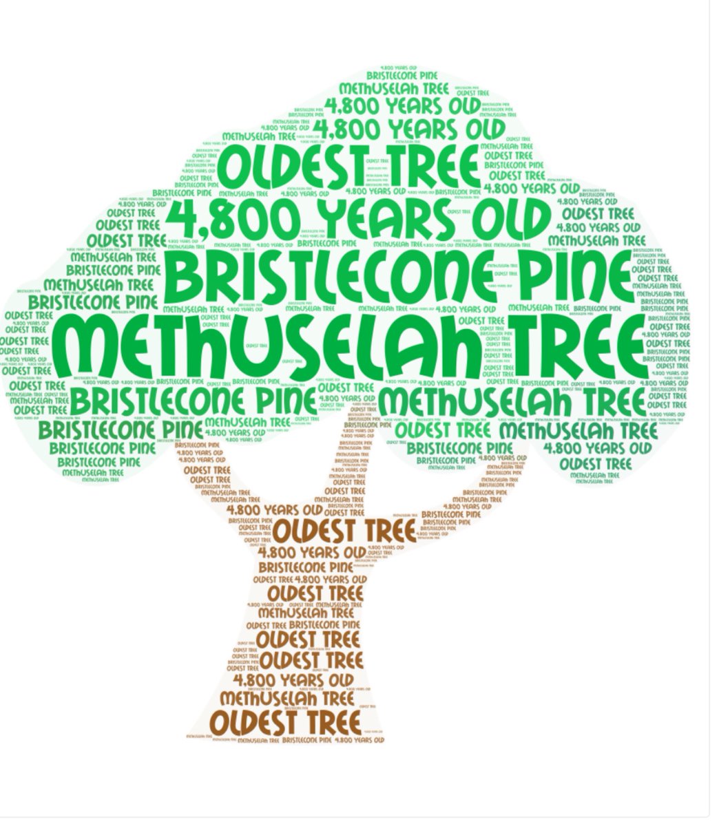 2nd grd. is working on central idea- and keywords are such an important skill! After 📖 Celebri-trees, they helped me decide what 5 words were the MOST important to share about that tree. Then they applied and shared their chosen keywords in a good ole' fashioned word art!