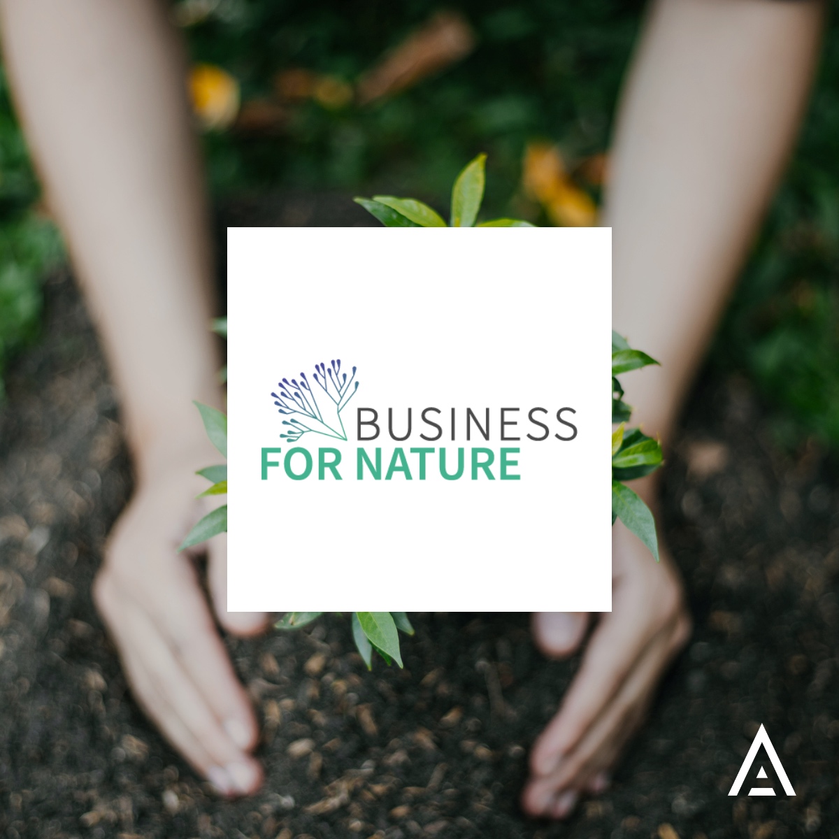 Altiorem tweet media