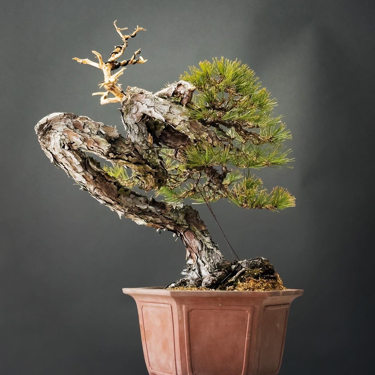 before / after

#赤松 #redpine #盆栽 #bonsai #art #高松盆栽 #takamatsucity #香川 #Kagawa #盆栽の匠