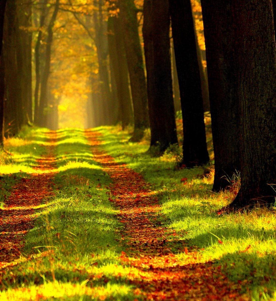 Have a peaceful day for all🍀🕊️☀️💞