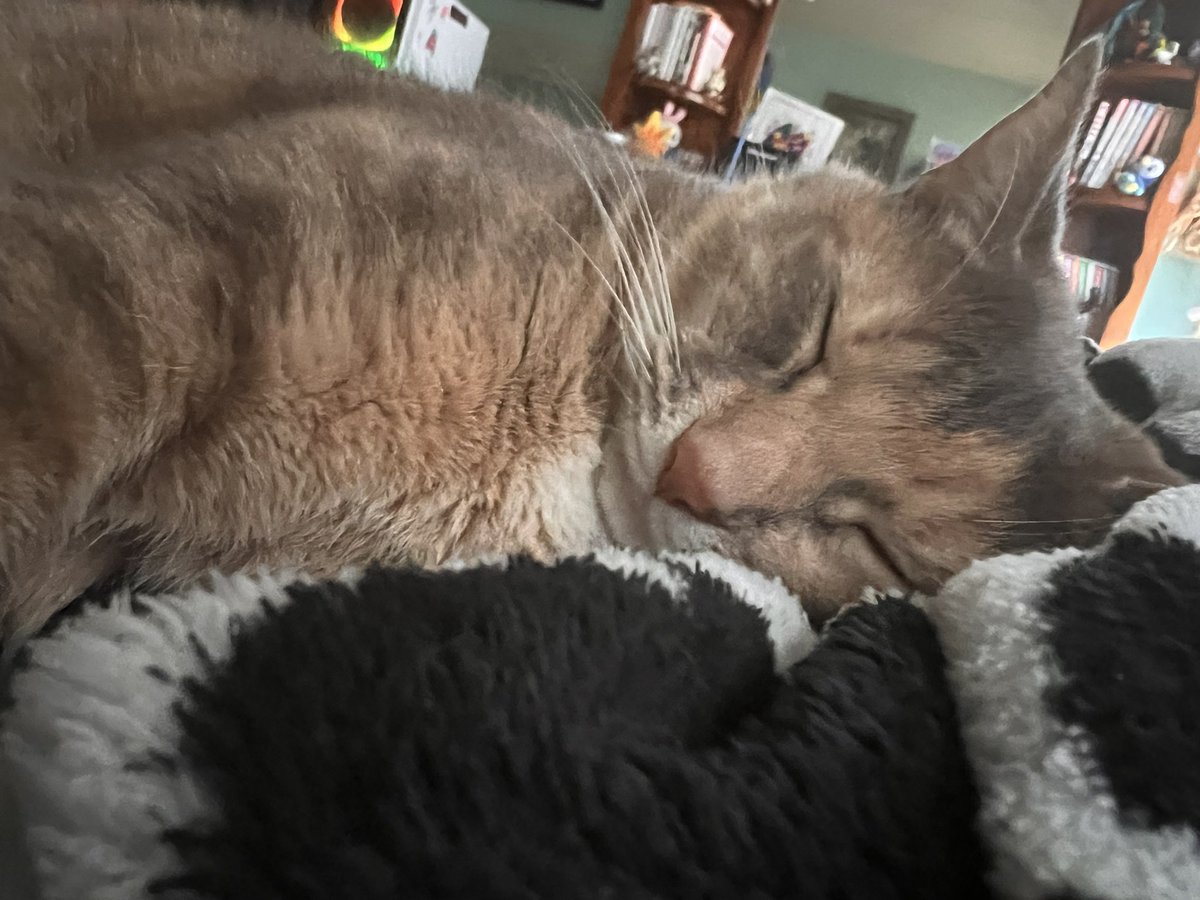 priscilla tweet media