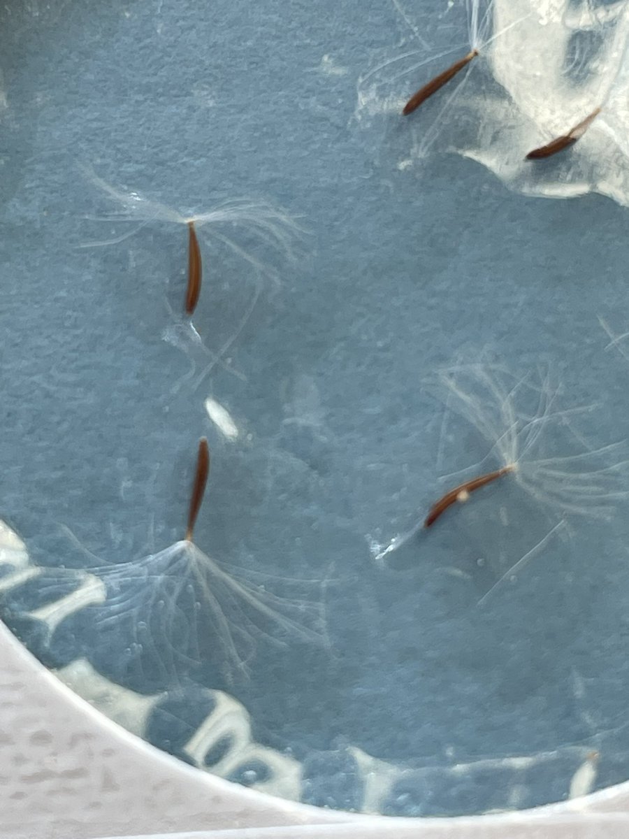 Breanne Tidemann tweet media