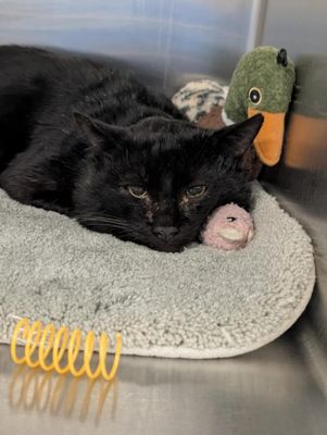 Suspense4568's tweet image. 🆘🆘🆘DIES 2/13 #DallasTX EMAIL BY 11 AM
OUT OF STATE ADOPT
FOSTER NEEDED 
✨Tundra #A1240514
2 YR SOCIAL SWEET GIRL OLD GUNSHOT WOUND
adopt.adopets.com/pet/1a164368-1…
PLEDGE #Blackcats EUTHANIZED MORE
#CatsOfTwitter #dfw #Frisco #FlowerMound #Plano #Irving #Carrollton #Texas #Lewisville