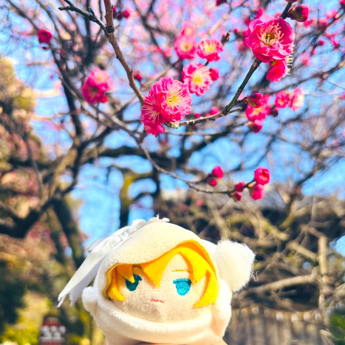 昨日のちょこっと足利〜晴天で風もなく散歩日和でした 友愛会館内ギャラリー・カッサさんで刀剣鑑賞 無料でゆっくり堪能できて大満足 鑁阿寺から徒歩&画像のまんばくん看板を直進してると左側にあります 館内に休憩所を用意してくださっているので審神者さん方無理せず休憩しながら楽しんでください