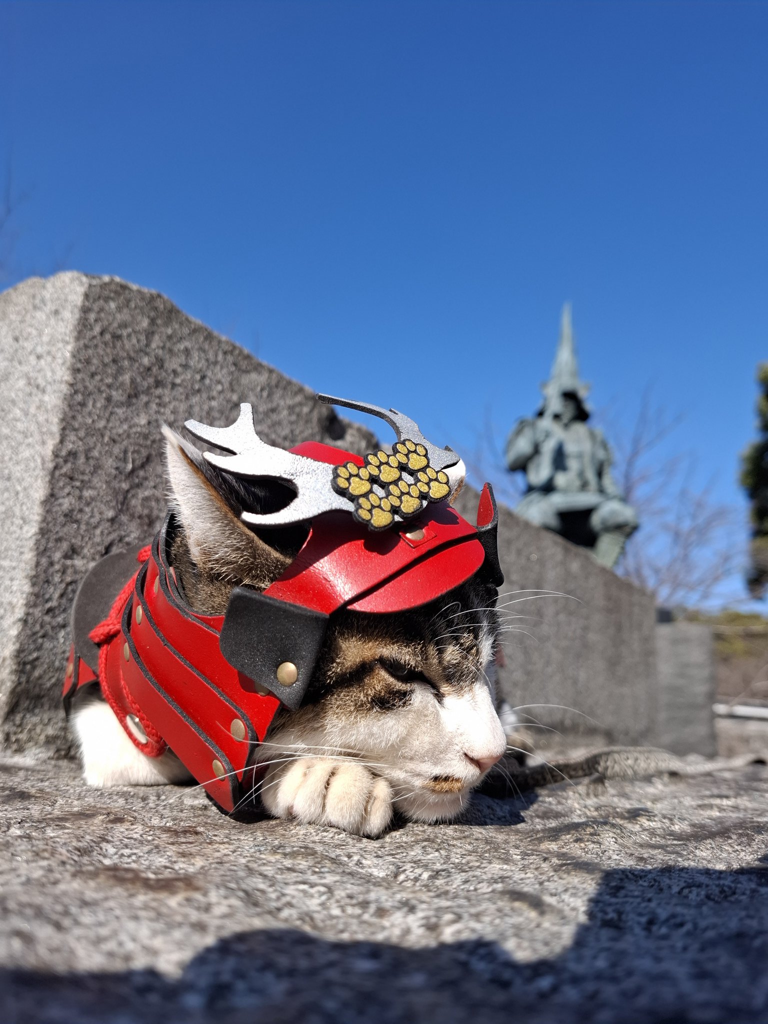 熊本猫 小鉄 on X: 
