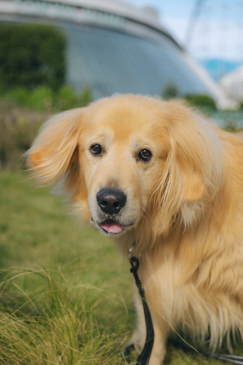 ミニピンハム (@hamu0328) / Posts / X