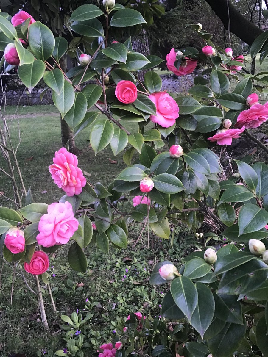 hhculha's tweet image. Günaydın, güzel bir güne ve sevgiye ☕️🌸🕊🤍📚🎶
Kamelya, nasıl da kışa dayanıklı bir çiçek, muhteşem.
Aynı bizler gibi.
🕊Özgürlük, Eşitlik, Kardeşlik,Adalet,Hak,
Dayanışma,Paylaşma,Birlik ve Beraberlik …🕊🕊🤍🤍