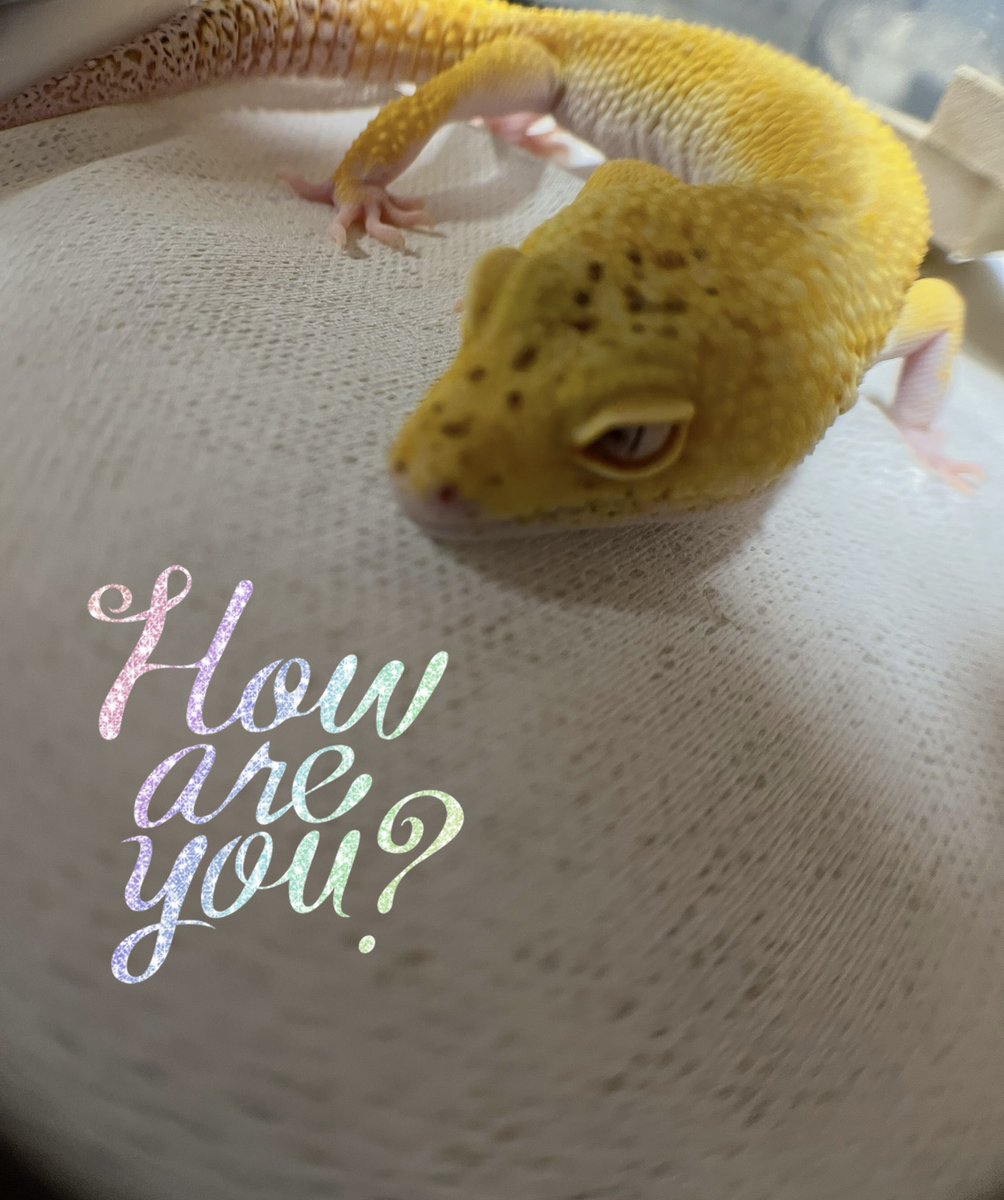 FFさん達のレオパちゃん達の写真がとっても綺麗で可愛く撮れてて凄いなー🥹✨と思っているのですが、みなさんどうやって撮影されていますか？マクロレンズ付けて撮ってみたのですがなかなか綺麗に撮れなくて…もし良かったら教えてください💕
#レオパードゲッコー
#ヒョウモントカゲモドキ