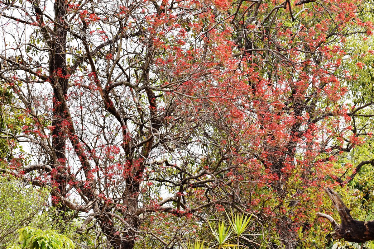 lesleydbiswas's tweet image. Spring at McCluskiegunj. 

#spring #springvibe #McCluskiegunj #naturelovers #hometown