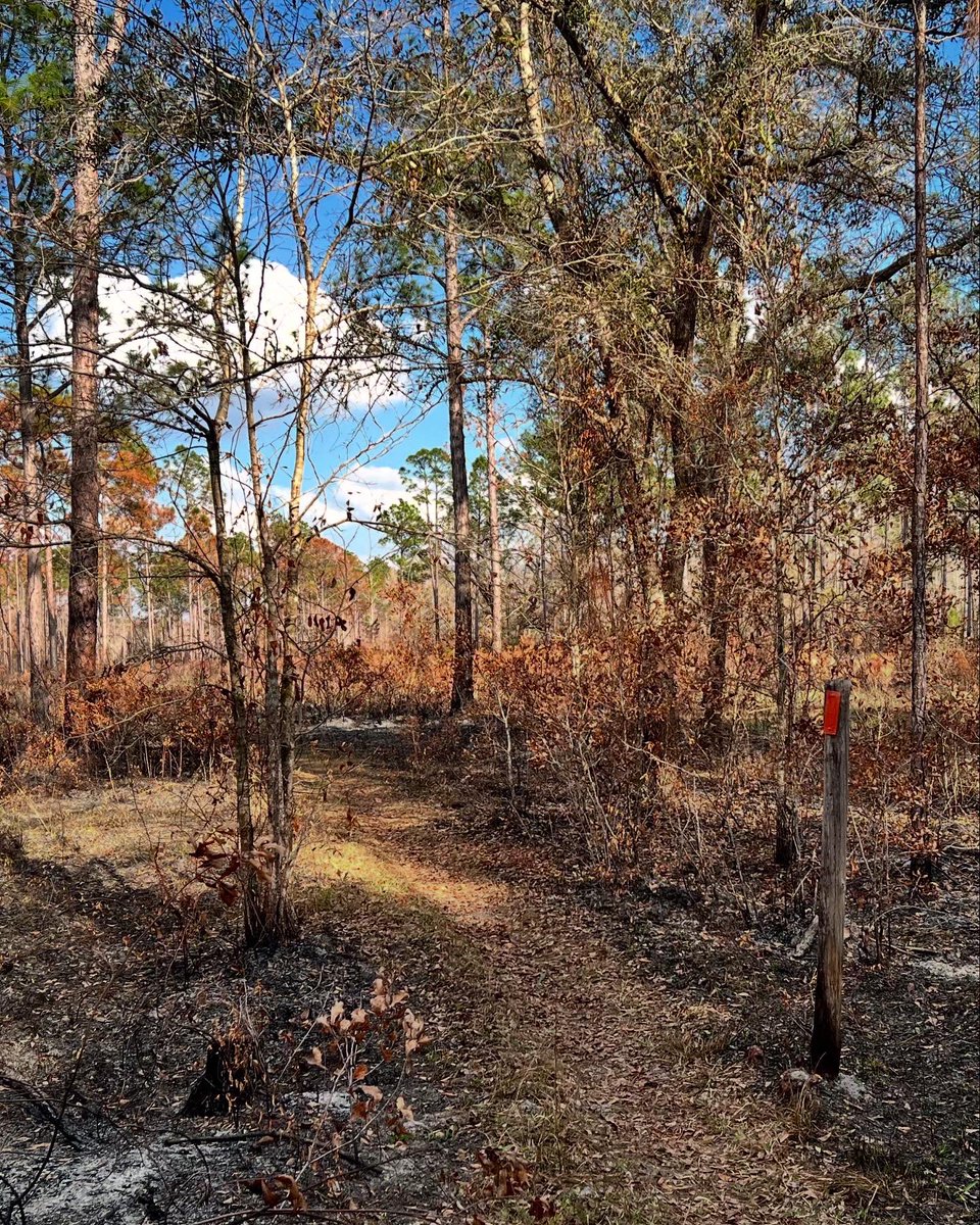 Skunk Ape Events tweet media