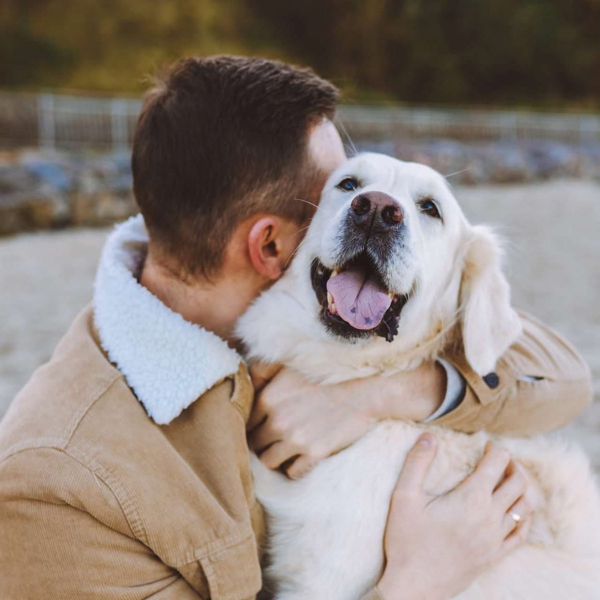 Paroles_auteurs's tweet photo. "Au début, je n’y croyais pas, mais c’est vrai :
"Avoir un chien, ça change tout", dis-je, en contemplant
la lumière se refléter sur la vieille laisse suspendue à la porte.
Au début, ce n’est qu’un chien, te répètes-tu.
Une responsabilité de plus dans un monde qui demande déjà trop.

Mais peu à peu, ils trouvent leur chemin vers toi.
Ils te révèlent des parties de toi-même
dont tu ignorais l’existence.
Les parties tendres. Les parties patientes.
Celles qui avaient besoin de quelqu’un
simplement assis à côté, sans rien attendre en retour.

Tu le ressens surtout les jours où la vie pèse trop lourd.
Ils sont là, silencieux, te regardant comme si tu valais encore quelque chose,
même quand toi-même tu n’en es plus si sûr.
Ils t’apprennent à avancer, non par des mots
ou de grands gestes,
mais juste par leur présence, stable, constante,
inaltérable face aux tempêtes que tu traverses.

Et c’est là toute la différence.
Ils ne te réparent pas, mais ils te rappellent
que peut-être tu n’as pas besoin d’être réparé.
Que peut-être l’amour, sous sa forme la plus simple,
est tout ce dont tu as besoin pour redevenir humain.
Et c’est un amour qu’on n’oublie pas.
Un amour qui reste avec toi
bien après qu’ils soient partis…"
Paul Gérard