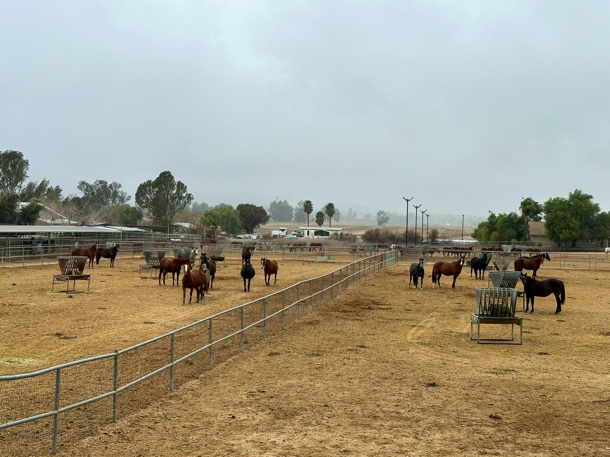Mundohasaknife's tweet photo. HORSE https://t.co/u4nlv85OfT