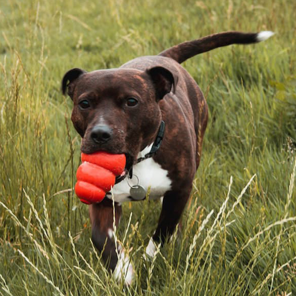 sfadopt's tweet photo. We Need Enrichment Supplies &amp; No-Pull Dog Harnesses!

Items We Need: 
- Bell peppers and hotdogs to use in enrichment activities for our dogs!
- No-Pull Dog Harnesses – Sizes M-XL to fit different breeds.

Shop from our Amazon Wishlist: https://t.co/8tllQPa4Mw https://t.co/YELmk05TPN