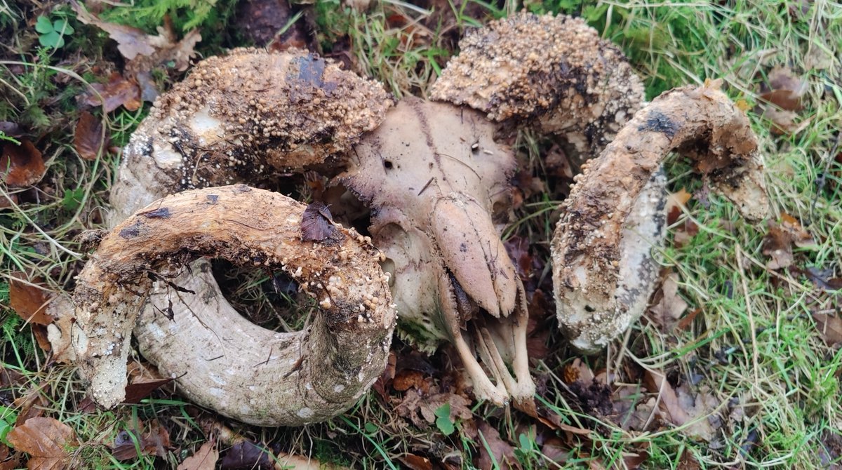 inaturalist's tweet photo. A naturalist in Ireland spotted this Horn Stalkball fungus (Onygena equina), which only grows on horns and hooves - it's our Observation of the Week!

Read the story at: https://t.co/y8d2GrT1mk https://t.co/ZEbfD0yjiT