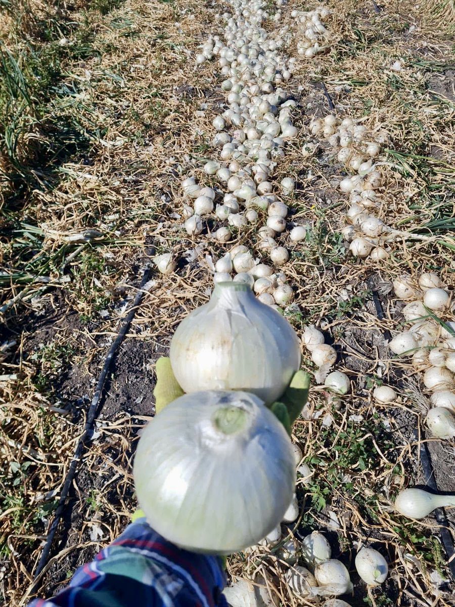 Cal 214 es la referencia de las cebollas blancas en Bajio 🧅

Gracias a nuestro socio comercial #semillasgalera por apoyar la demostración y presentación de esta excelente variedad con los productores y comercializadores de la región.🤝

 #cal214 #enzazaden #semillasgalera