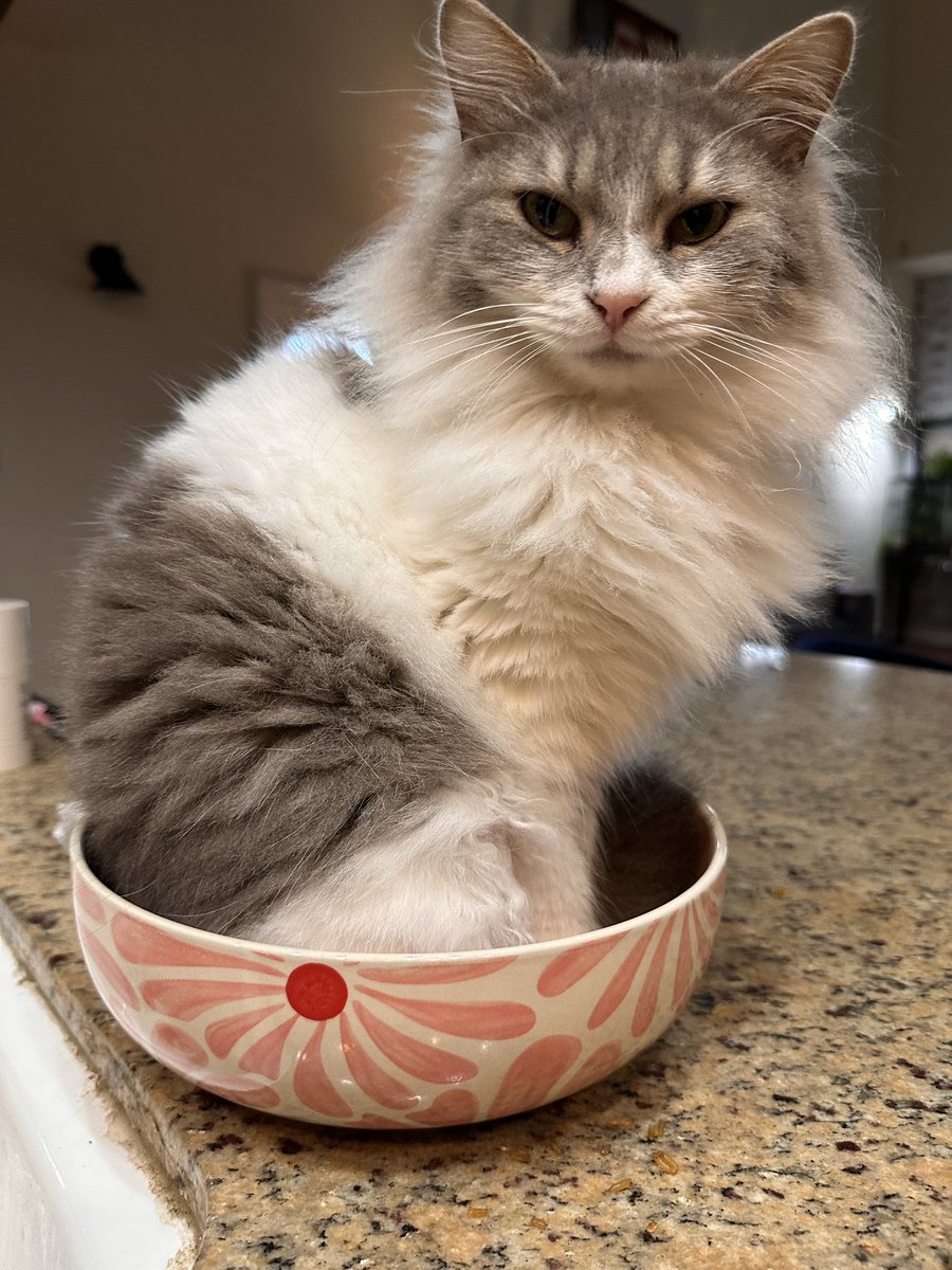mmebovary32680's tweet image. Got a new bowl from #fabfitfun and turned to finish unpacking the box and saw this. I guess she fits.