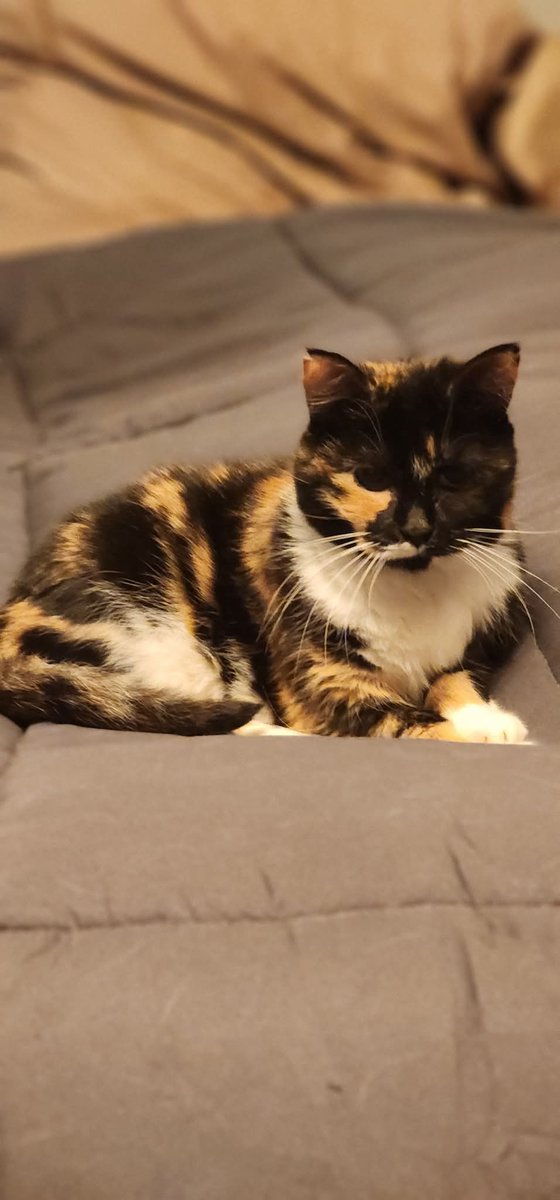 Officer Morton tweet media