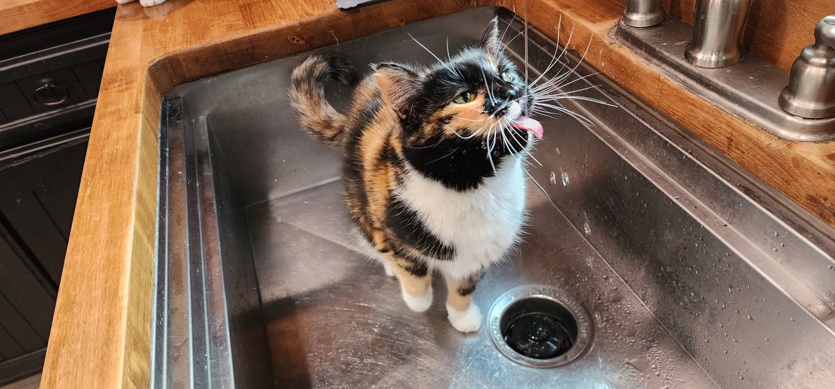 Officer Morton tweet media