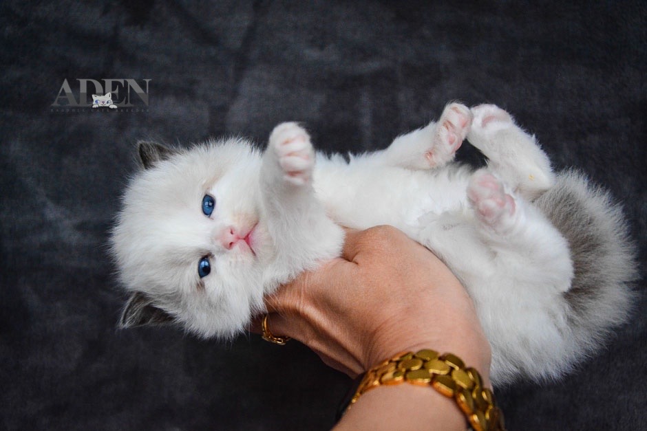 adenragdoll's tweet photo. Ragdoll kittens for sale!  Adopt unique Ragdoll kittens from the best Ragdoll breeder. https://t.co/mnjPNyPZyV