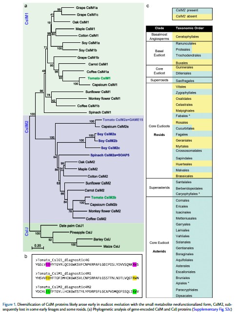 PCP_EIC's tweet image. 📗From Latest PCP (66-1)💐
Hassan et al. distinguish between the two major classes of CslM proteins from closely related CslG proteins, and show that CslM proteins likely have a role in #cellwall polysaccharide biosynthesis, specifically in type II #arabinogalactan formation.