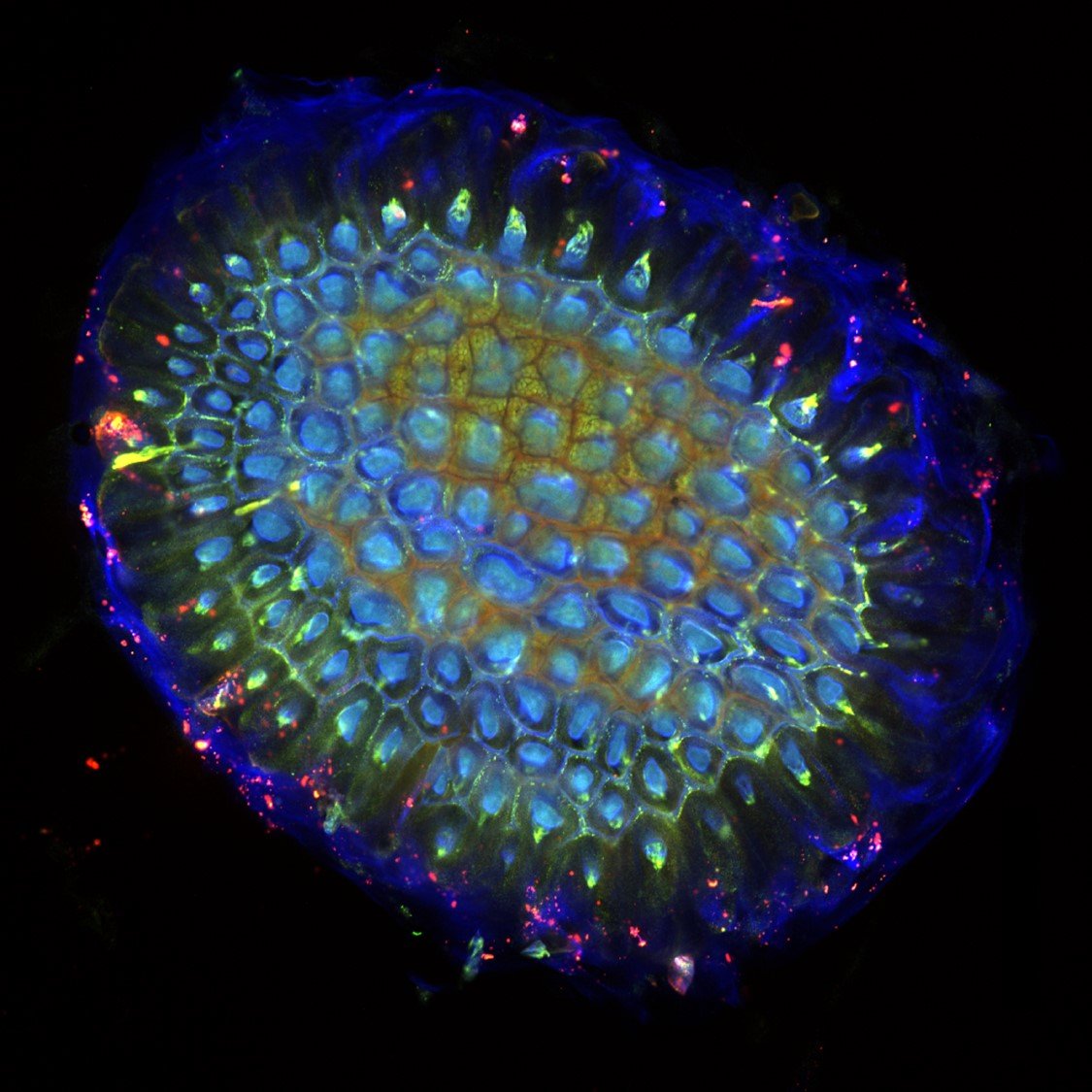 PCP_EIC's tweet image. 📗From Latest PCP (66-1)💐
Hassan et al. distinguish between the two major classes of CslM proteins from closely related CslG proteins, and show that CslM proteins likely have a role in #cellwall polysaccharide biosynthesis, specifically in type II #arabinogalactan formation.