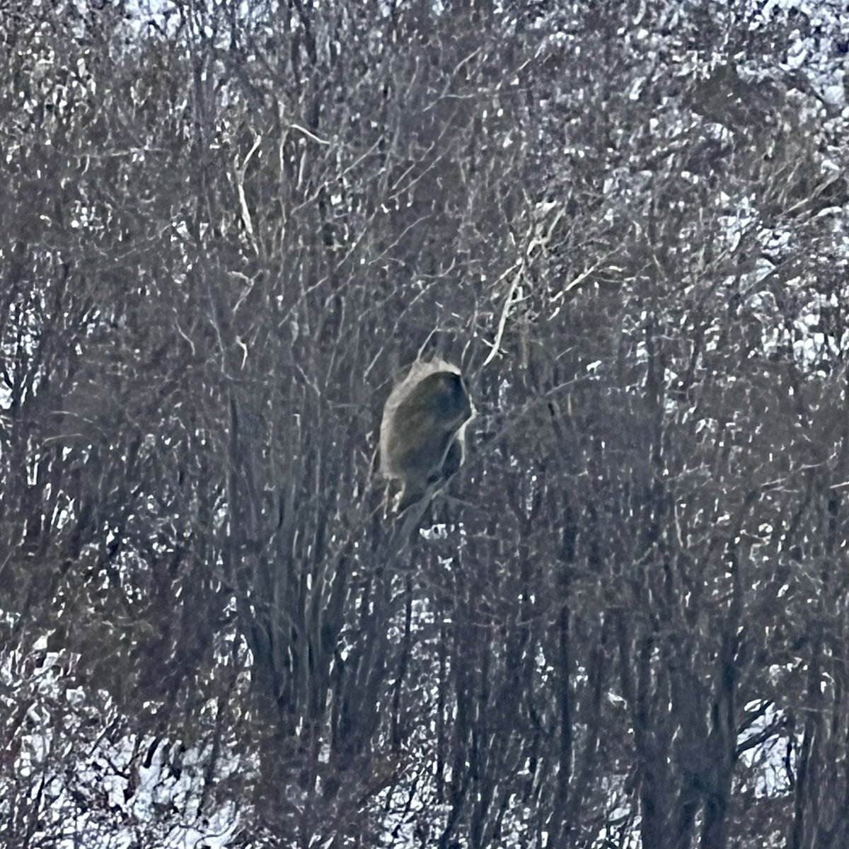 CalgaryObserver's tweet image. Porcupine in NW Calgary: 
A reminder that our neighborhoods are a thriving habitat for wildlife.
As we share this space, let’s appreciate and protect the green spaces that support these animals.
#wildlife #NaturePhotography