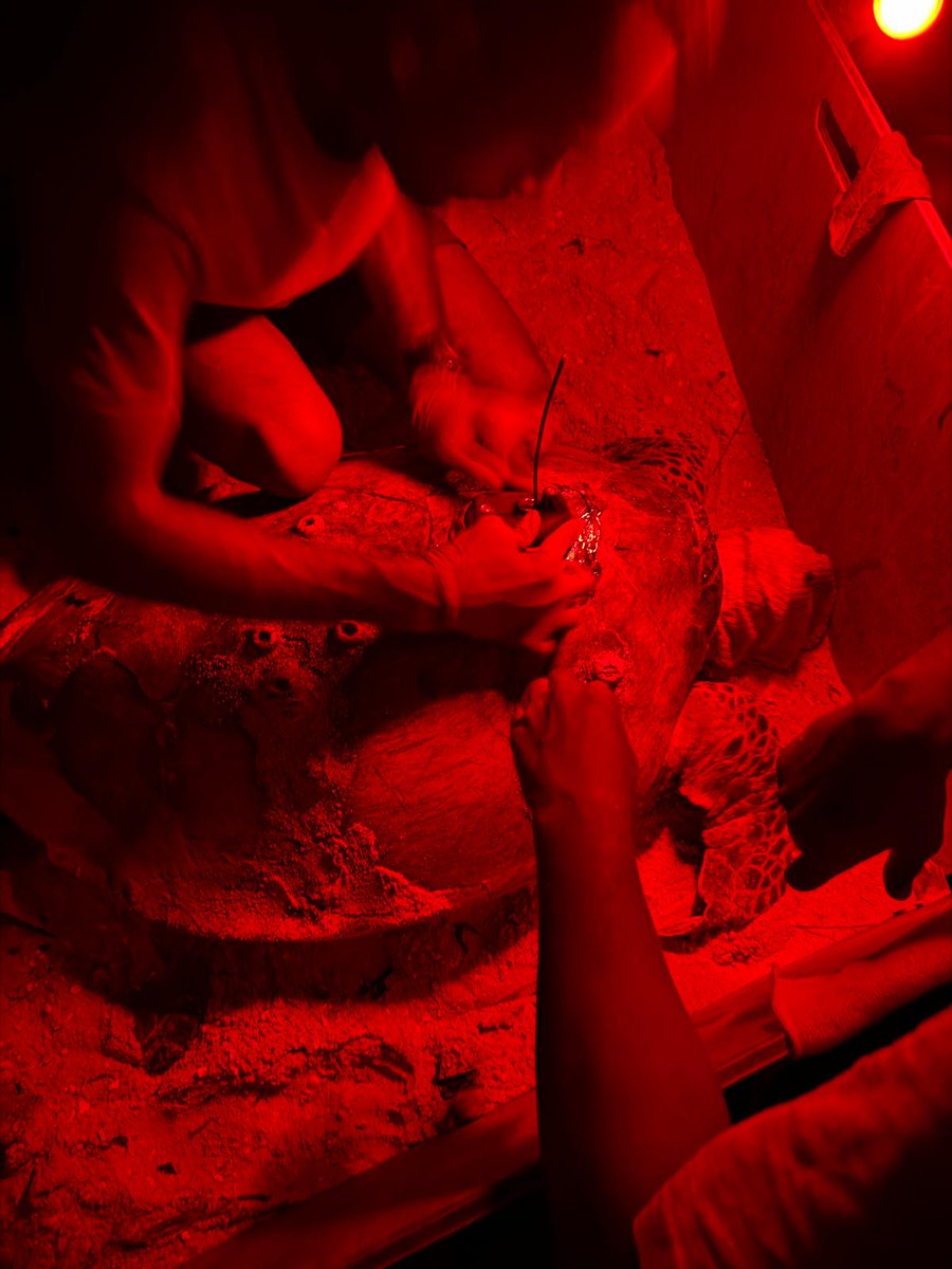 Exciting news 4rm Kadavu—our team spotted hatchlings! In Macuata, volunteers satellite tagged 2 hawksbill 🐢, including our largest one yet (92.5cm long!)

Thanks to <a href="/WWF_UK/">WWF UK</a> @WWF_US <a href="/RoyalCaribbean/">Royal Caribbean</a> &amp; WWF-New Caledonia, we’re tracking turtle movements to strengthen conservation!