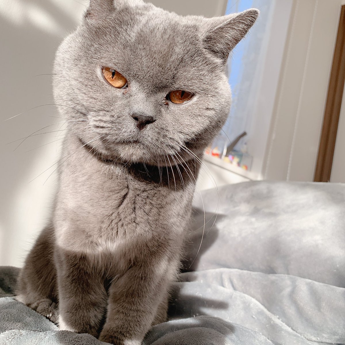 renoyass's tweet photo. 休みの朝なかなか起きないでいると起こしに来てくれる🥱
腹の上の猫が可愛くて撫で回してると猫も喜ぶので布団から出るのがもっと遅くなるけど猫が喜んでるので問題ないね！
（ちなみに写真は、撫でられてうっとりしつつも朝日が眩しい猫） https://t.co/up8BIeTfpT