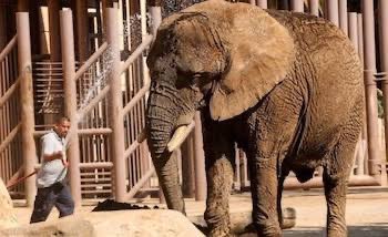 El caso de Ely, la elefanta que vive en el Zoológico de Aragón, sigue estancado en la <a href="/SCJN/">Suprema Corte</a>. 

Hay dos amparos: uno que pelea por su libertad y otro que busca modificaciones de su estancia en cautiverio.

La Corte no ha resuelto NADA desde el 2023.

El tiempo sigue corriendo.