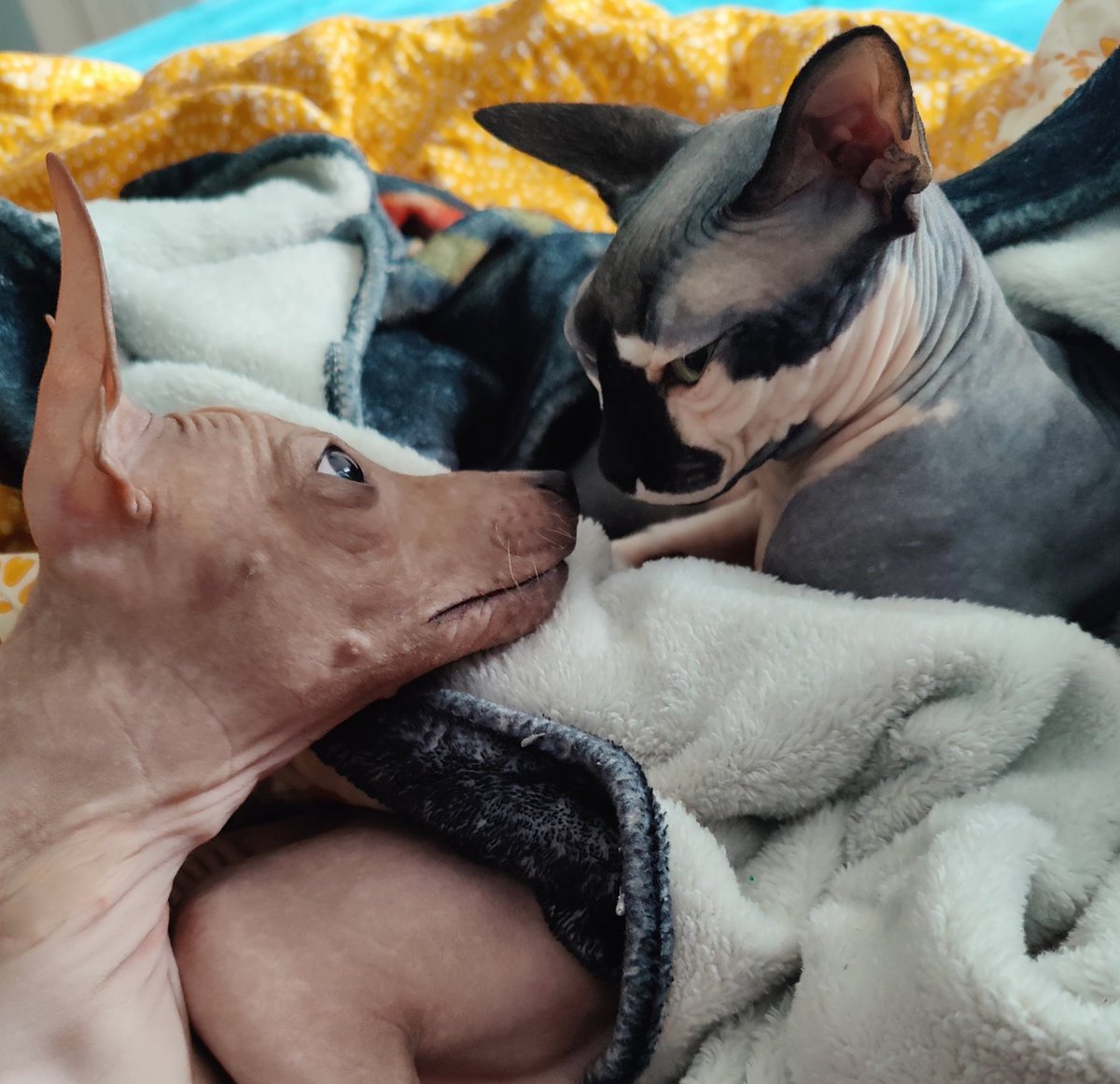 ITSaMe_Alex tweet media