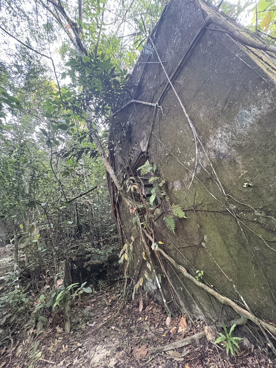 xiaomei___19's tweet photo. 世界はきれいだね。
#朝散歩
#朝登山
#朝トレイル
#bukitgasing https://t.co/mCUrg0CLX0