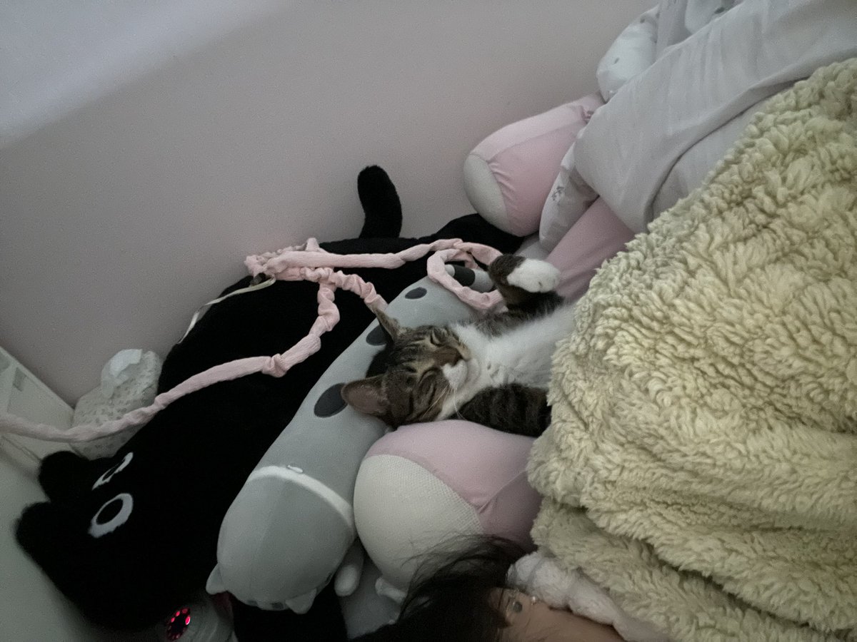 쟤. 저거. 고양이. 아님. 진짜. 내. 바디필로우. 다뺏고.