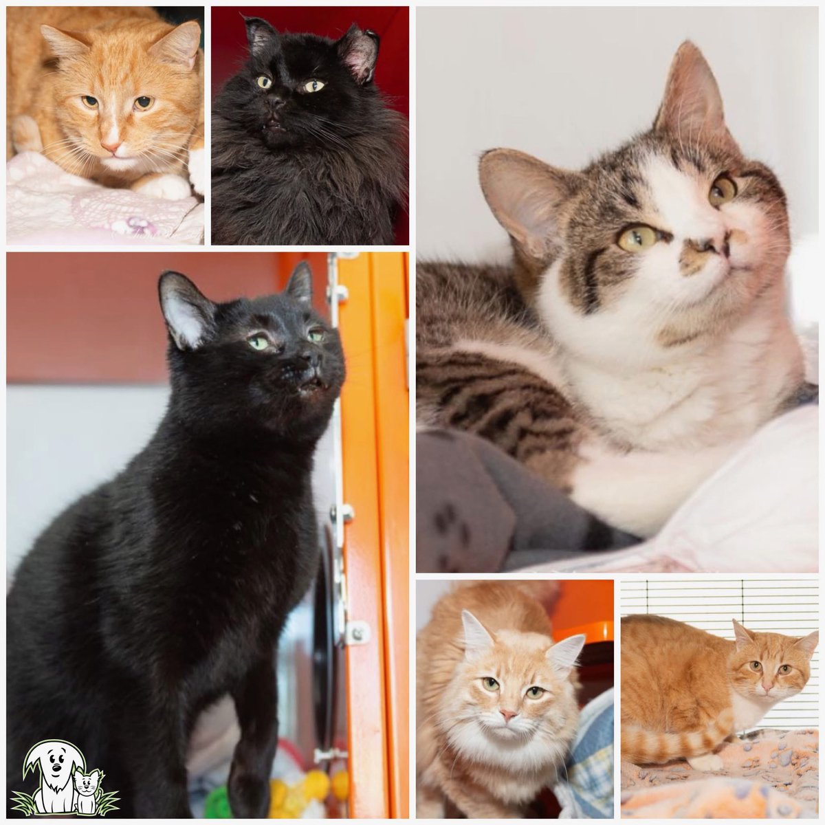 We are in desperate need of more feline foster homes! 🏡
Cats don’t ask for much - some food, a comfy snoozing spot, and some love! ♥️
We provide the supplies, and you provide the TLC until they’re adopted! 
Become a foster at aarcs.ca/foster! 
#AARCS