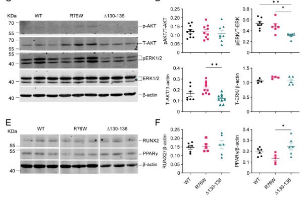JeanJiangLab's tweet image. 🚨New paper alert in @PNASNews  @JingruoZz reveals how osteocyte regulate MSC fate through connexin hemichannels &amp;amp; PGE2 signaling! 🔬Osteocyte connexin hemichannels and prostaglandin E2 release dictate bone marrow mesenchymal stromal cell commitment | PNAS pnas.org/doi/10.1073/pn…