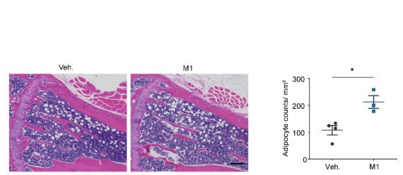 🚨New paper alert in <a href="/PNASNews/">PNASNews</a>  <a href="/JingruoZz/">JR Zhang</a> reveals how osteocyte regulate MSC fate through connexin hemichannels &amp; PGE2 signaling! 🔬Osteocyte connexin hemichannels and prostaglandin E2 release dictate bone marrow mesenchymal stromal cell commitment | PNAS pnas.org/doi/10.1073/pn…
