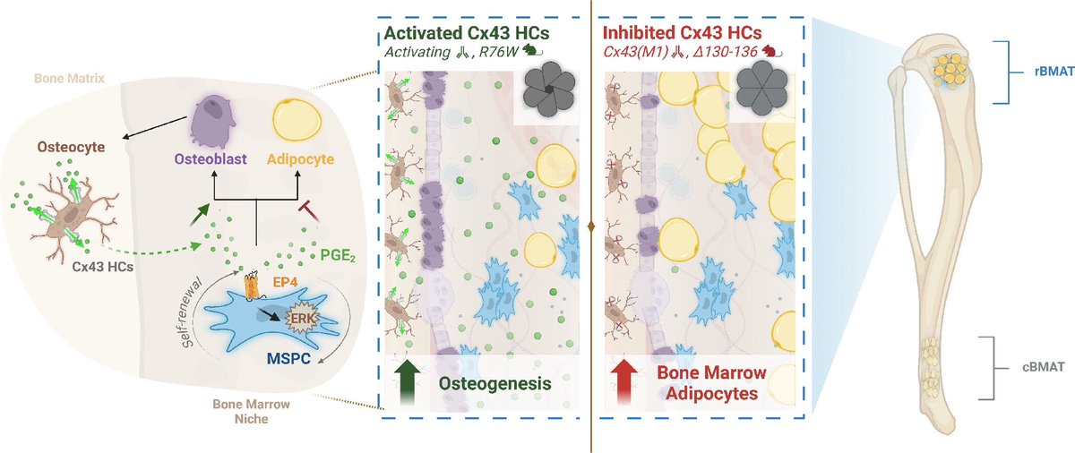JeanJiangLab's tweet image. 🚨New paper alert in @PNASNews  @JingruoZz reveals how osteocyte regulate MSC fate through connexin hemichannels &amp;amp; PGE2 signaling! 🔬Osteocyte connexin hemichannels and prostaglandin E2 release dictate bone marrow mesenchymal stromal cell commitment | PNAS pnas.org/doi/10.1073/pn…