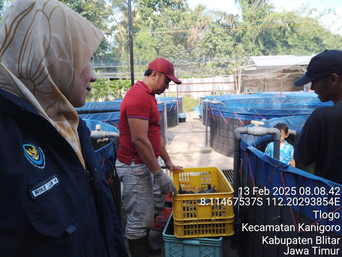 RikeLurin's tweet photo. Kamis, 13/02/2025 Rike Lurin Luhkan Kab.Blitar pendataan produksi ikan lele di P.Ali Nurmakin Pokdakan Kawulo Sakti Desa Tlogo Kec. Kanigoro 340 kg, size (5-12) ekor/kg harga Rp. 18.000/kg 
#panen
#Luhlapor 
#GiatLuhkansatminkalBWI
@bppsdm_bp3bwi 
@bppsdm_kp https://t.co/npipYzBLzd
