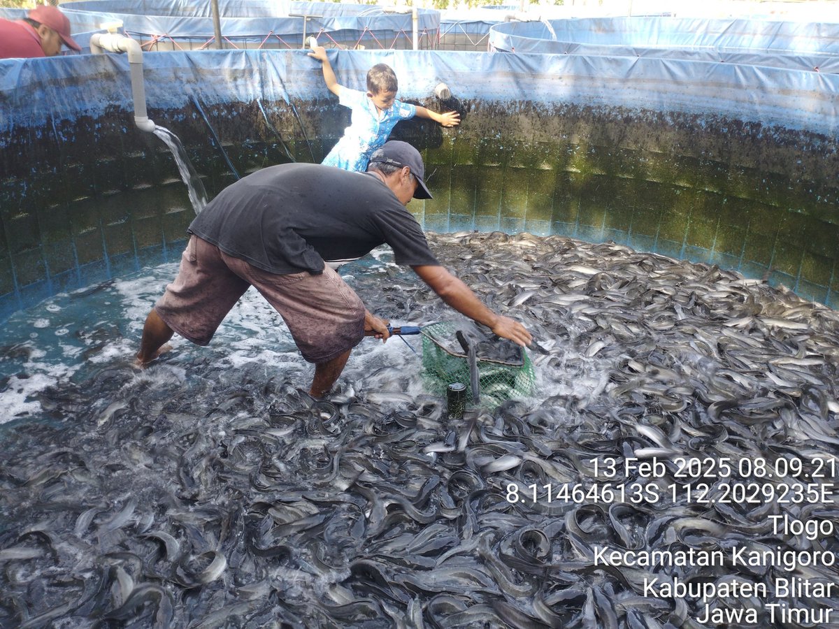 RikeLurin's tweet photo. Kamis, 13/02/2025 Rike Lurin Luhkan Kab.Blitar pendataan produksi ikan lele di P.Ali Nurmakin Pokdakan Kawulo Sakti Desa Tlogo Kec. Kanigoro 340 kg, size (5-12) ekor/kg harga Rp. 18.000/kg 
#panen
#Luhlapor 
#GiatLuhkansatminkalBWI
@bppsdm_bp3bwi 
@bppsdm_kp https://t.co/npipYzBLzd