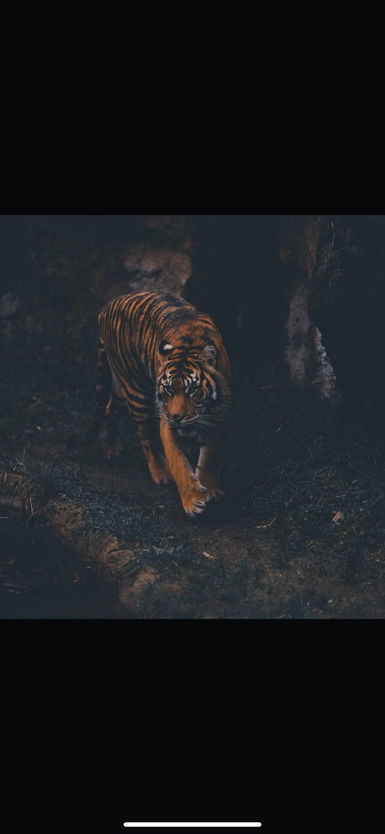 Coach Jeffries tweet media